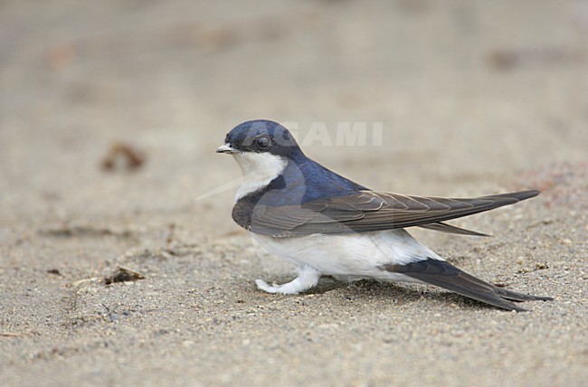 Huiszwaluw verzameld nestmateriaal; Common House Martin collecting nest material stock-image by Agami/Markus Varesvuo,