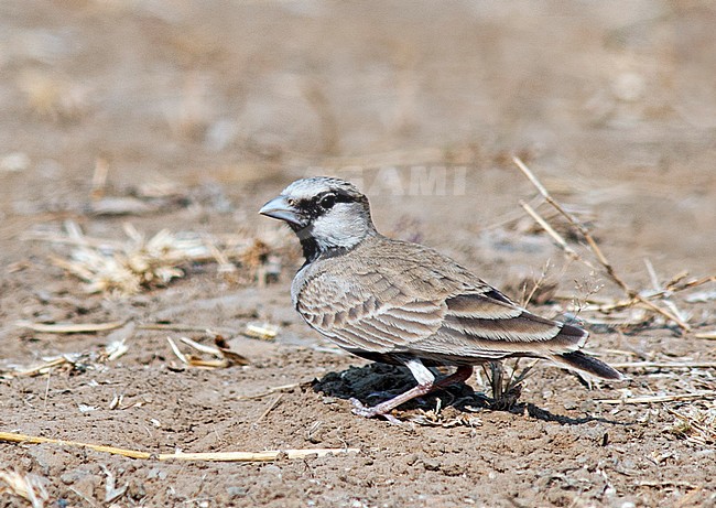  stock-image by Agami/Marc Guyt,