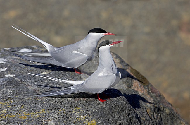 Paartje volwassen Noordse Sterns in zomerkleed; Pair of adult summer Arctic Tern stock-image by Agami/Markus Varesvuo,