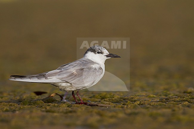 Witwangstern, Whiskered Tern, Chlidonias hybrida hybrida, Oman, adult winter plumage stock-image by Agami/Ralph Martin,