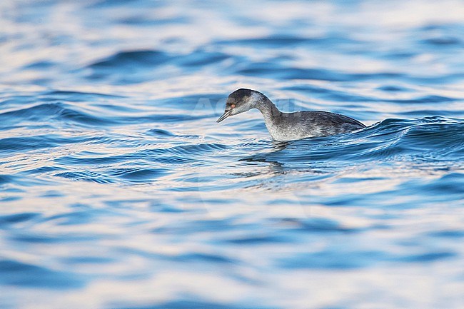 First-winter Black-necked Grebe (Podiceps nigricollis) diving in the Black Sea in Bulgaria during autumn. stock-image by Agami/Marc Guyt,