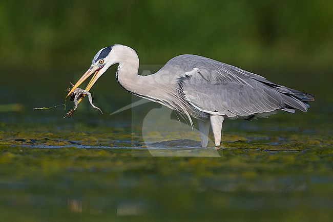 Grey Heron (Ardea cinerea), adult with a caught frog stock-image by Agami/Saverio Gatto,