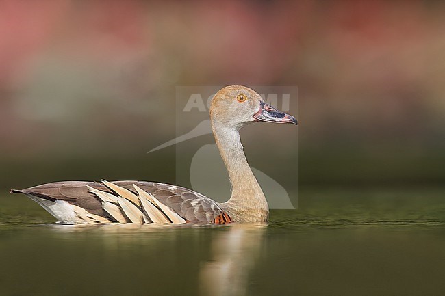 Plumed Whistling Duck (Dendrocygna eytoni) in a wetland area in Papua New Guinea. stock-image by Agami/Glenn Bartley,