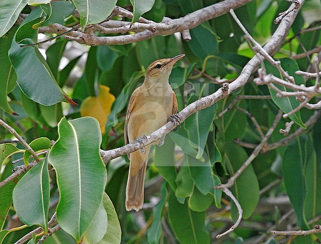 Tuamotu Reed Warbler (Acrocephalus atyphus) perched in low scrub on the Tuamotu islands. An endemic species found only in French Polynesia. stock-image by Agami/Pete Morris,