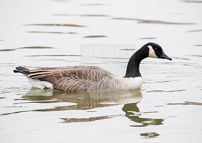 Domestic Greater Canada Goose type (Branta canadensis) in Dinant, Belgium. Swimming in the river. stock-image by Agami/Marc Guyt,