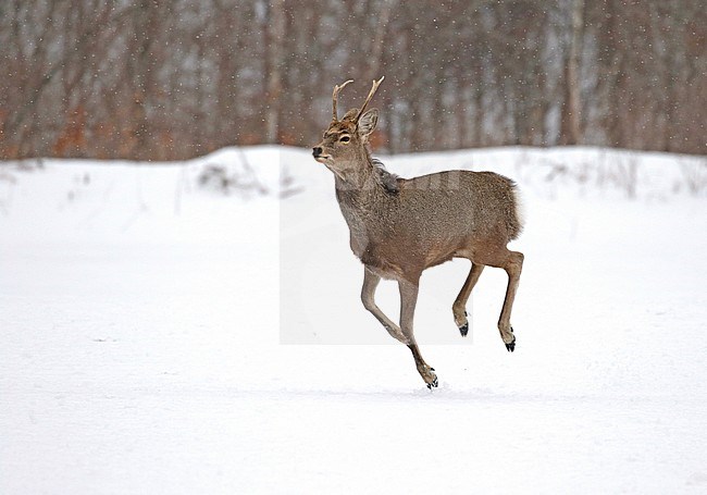 Sika Deer (Cervus nippon) running in the snow of Japan stock-image by Agami/Pete Morris,