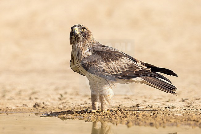 Booted Eagle approaches a pond stock-image by Agami/Onno Wildschut,