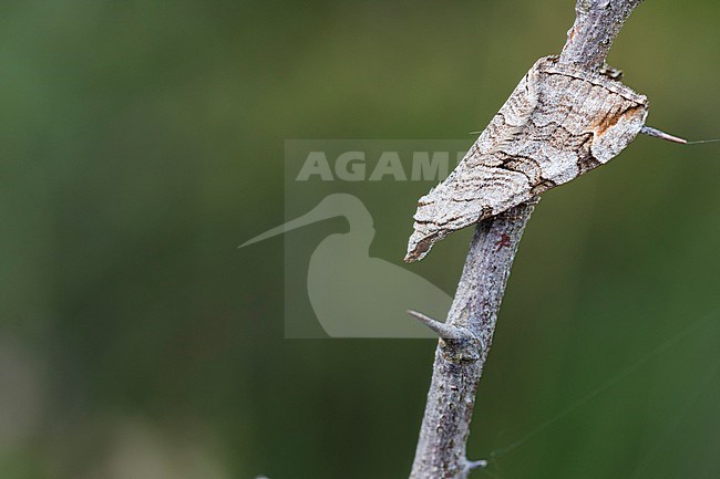 Aplocera plagiata - St. John's wort inchworm - Großer Johanniskrautspanner, Germany (Baden-Württemberg), imago stock-image by Agami/Ralph Martin,