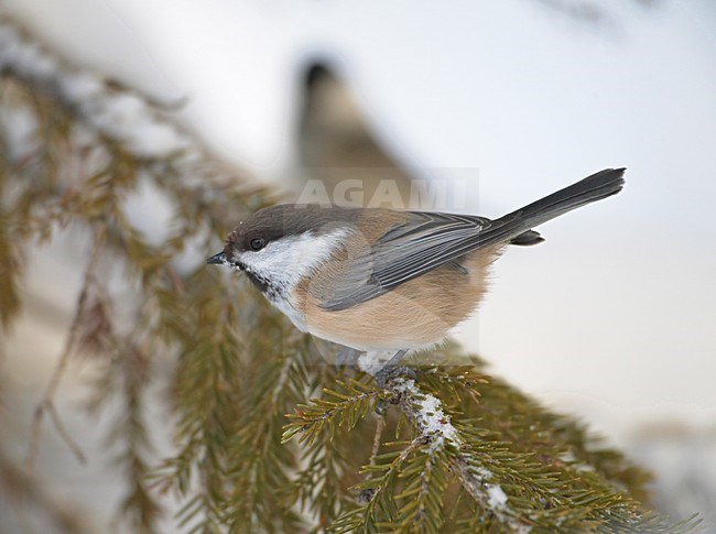 Siberian Tit perched on snow covered branch; Bruinkopmees zittend op een besneeuwde tak stock-image by Agami/Markus Varesvuo,