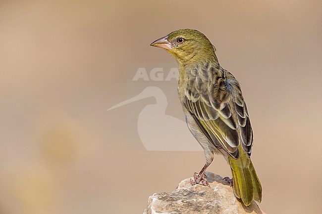 Ruppell's Weaver (Ploceus galbula), perched on a branch, Ayn Hamran, Dhofar, Oman stock-image by Agami/Saverio Gatto,