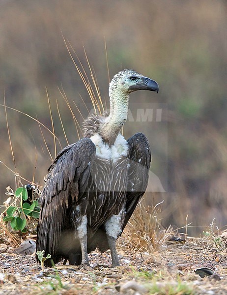 Bengaalse Gier, White-rumped Vulture, Gyps bengalensis stock-image by Agami/Dubi Shapiro,