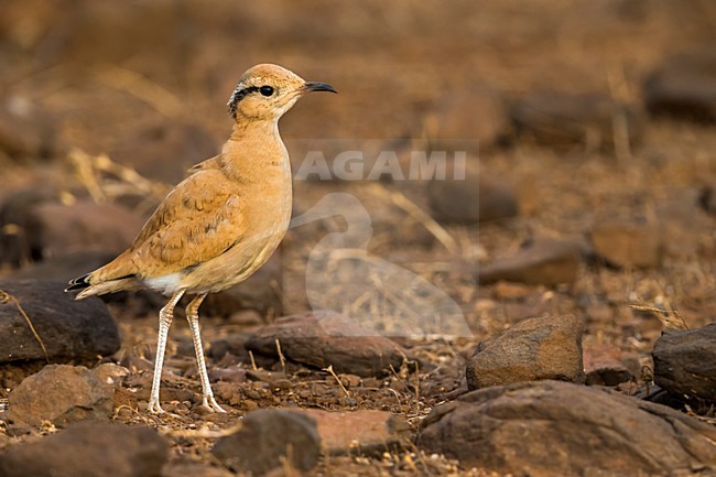 Renvogel; Cursorius cursor stock-image by Agami/Daniele Occhiato,