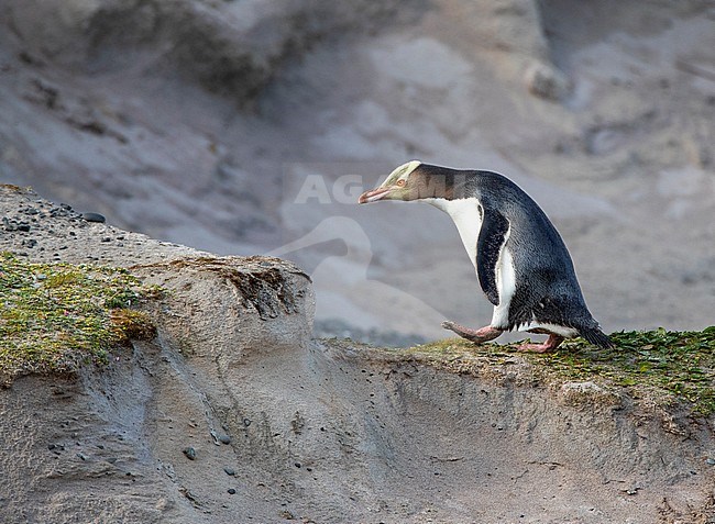 Yellow-eyed Penguin (Megadyptes antipodes), also known in Maori as Hoiho, on Enderby Island, part of the Auckland Islands, New Zealand. Walking on a sandy ridge on the beach. stock-image by Agami/Marc Guyt,