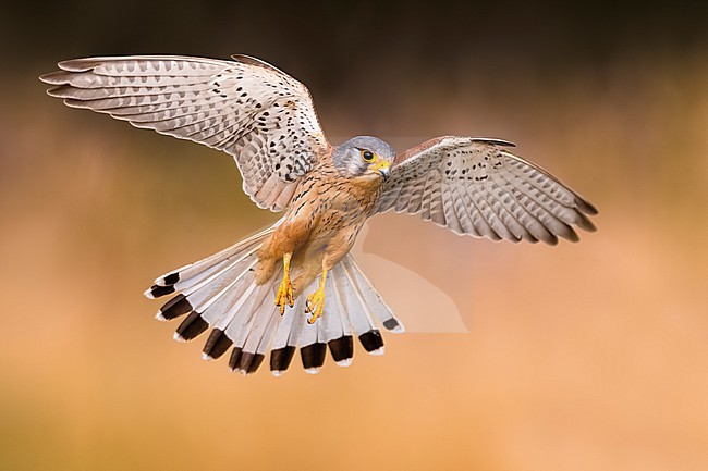 Male Common Kestrel (Falco tinnunculus) in Italy. stock-image by Agami/Daniele Occhiato,