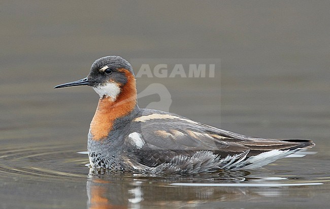 Red-necked Phalarope female (Phalaropus lobatus) Iceland June 2019 stock-image by Agami/Markus Varesvuo,