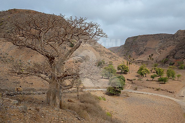 Baobab, Landscape, Santiago, Cape Verde (Adansonia digitata) stock-image by Agami/Saverio Gatto,