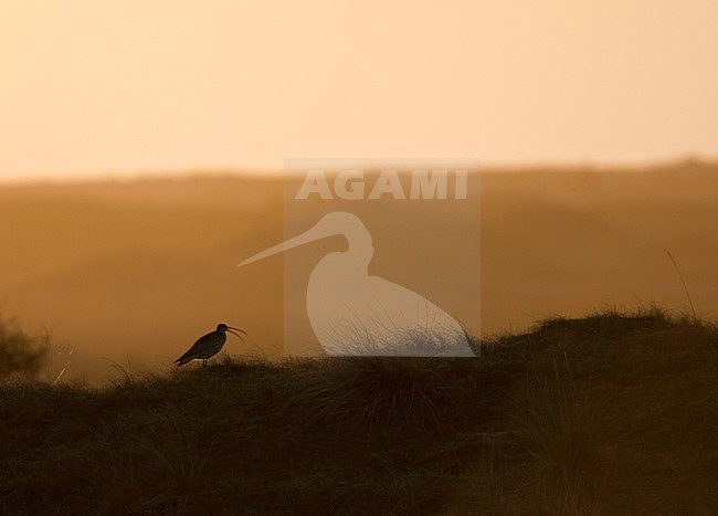 Roepende Wulp in broedgebied; Calling Eurasian Curlew at breedingsite stock-image by Agami/Marc Guyt,