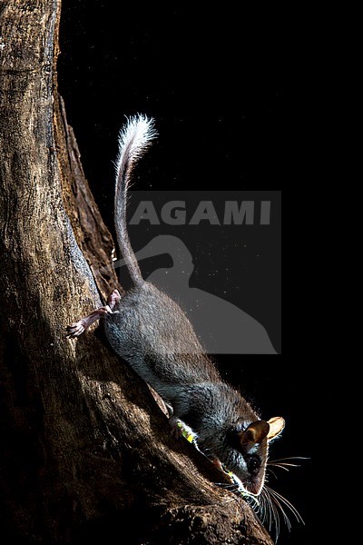 Garden Dormouse (Eliomys quercinus) during the night near Madrid in Spain. stock-image by Agami/Oscar Díez,
