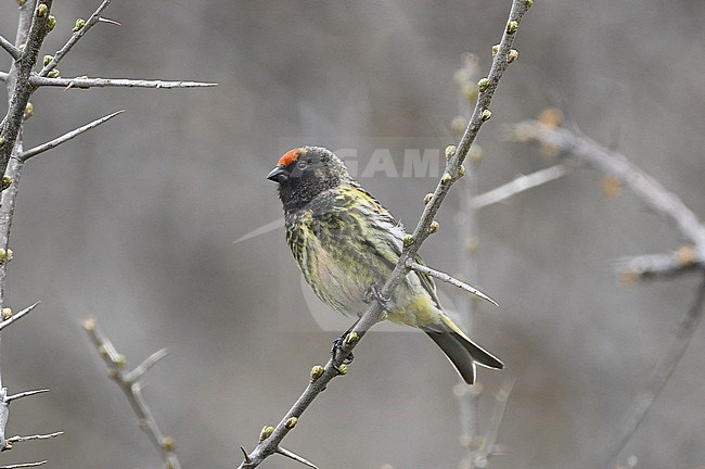 Red-fronted Serin (Serinus pusillus) at Kazbegi, Georgia. stock-image by Agami/Eduard Sangster,