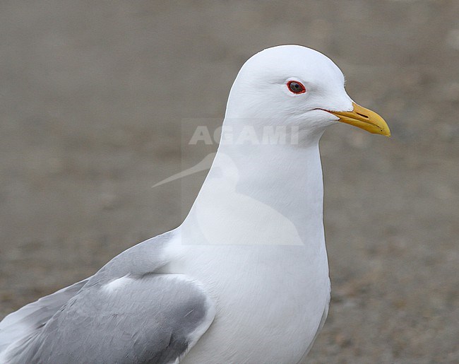 Short-billed gull (Larus brachyrhynchus) in North America.
Also know as Mew Gull. stock-image by Agami/Ian Davies,