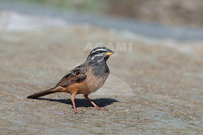 Cinnamon-breasted Bunting (Emberiza tahapisi) standing on the ground in Oman. stock-image by Agami/Aurélien Audevard,