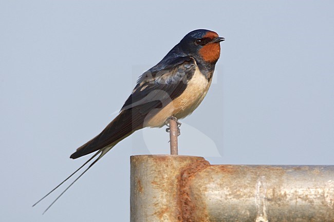 Boerenzwaluw op hek Nederland, Barn Swallow on fence Netherlands stock-image by Agami/Wil Leurs,