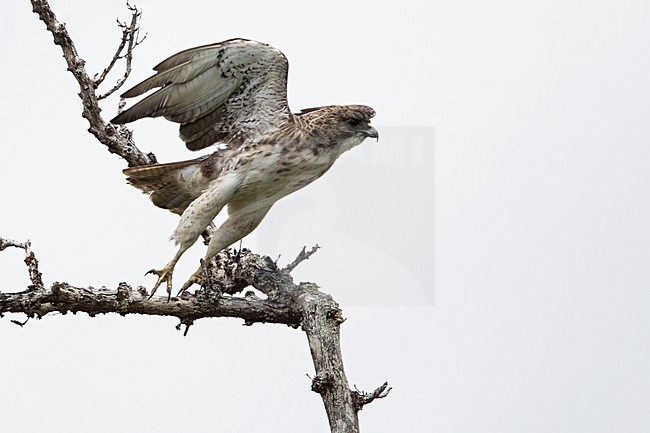 Hawaiian hawk or ?io (Buteo solitarius) starting to flight from a branch stock-image by Agami/Dubi Shapiro,