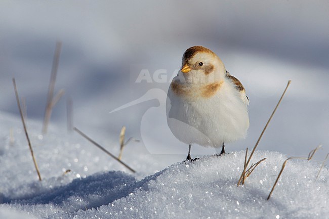 Sneeuwgors; Snow Bunting; Plectrophenax nivalis stock-image by Agami/Daniele Occhiato,