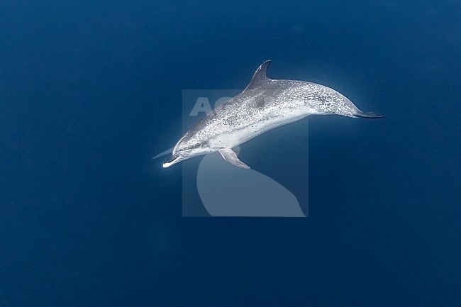 Atlantic Spotted Dolphin (Stenella frontalis) swimming off Terceira, Azores, Portugal. stock-image by Agami/Vincent Legrand,