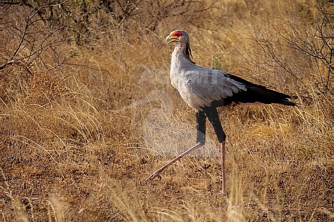 Secretary bird, Sagittarius Serpentarius stock-image by Agami/Hans Germeraad,