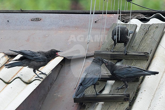 Eastern Carrion Crow, Corvus corone orientalis, Russia (Baikal), family stock-image by Agami/Ralph Martin,