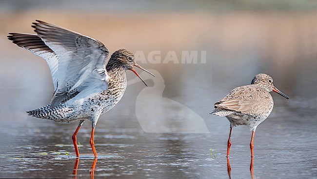 Pair of Common Redshanks (Tringa totanus) standing in shallow water at Katwoude, Netherlands. Male (left) with his wings held above his body, preparing to mate with a waiting female. stock-image by Agami/Hans Germeraad,