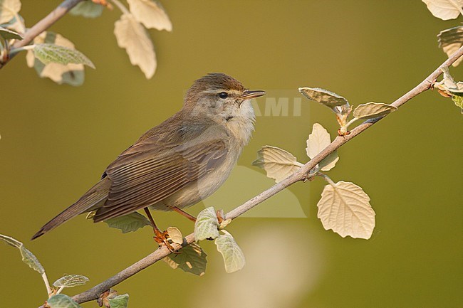 Willow Warbler - Fitis - Phylloscopus trochilus ssp. trochilus, Germany stock-image by Agami/Ralph Martin,