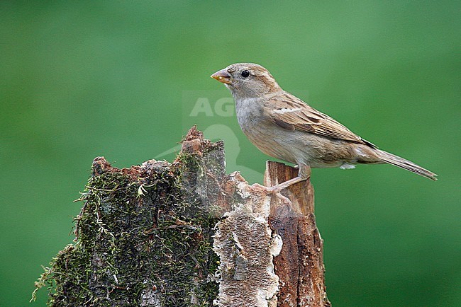 Adult female
Harris Co., TX
April 2006 stock-image by Agami/Brian E Small,