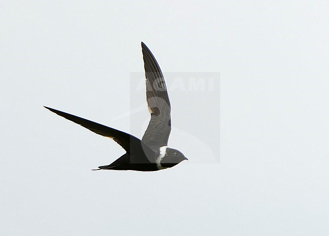 White-collared Swift (Streptoprocne zonaris) in Northern Peru. Swift in flight. stock-image by Agami/Dani Lopez-Velasco,