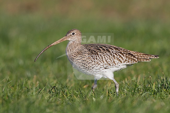 Eurasian Curlew - Großer Brachvogel - Numenius arquatus ssp. arquatus, Switzerland, adult stock-image by Agami/Ralph Martin,