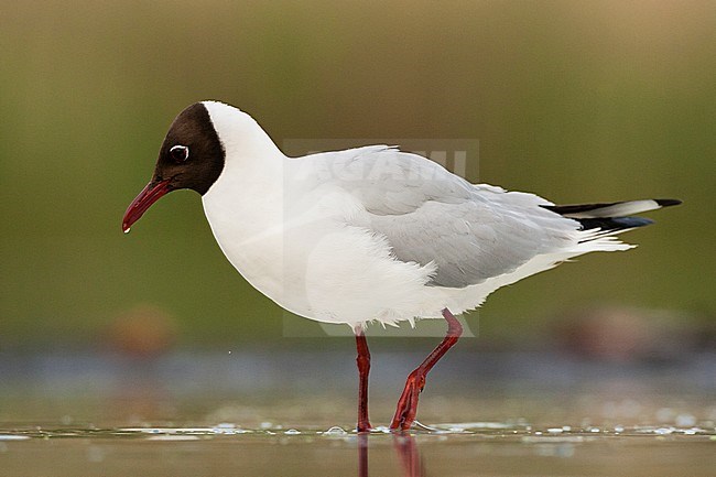 Kokmeeuw lopend in water; Common Black-headed Gull walking in water stock-image by Agami/Marc Guyt,