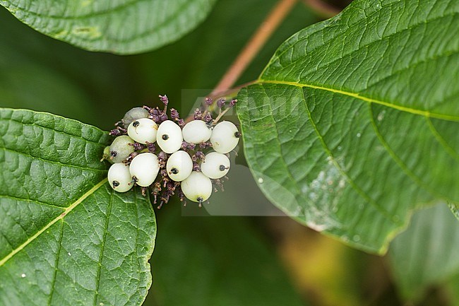 Berries of a  White Dogwood stock-image by Agami/Wil Leurs,