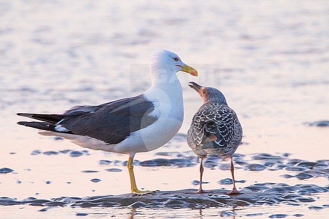 Kleine Mantelmeeuw, Lesser Back-backed Gull, Larus fuscus with beggin chick on the beack stock-image by Agami/Menno van Duijn,