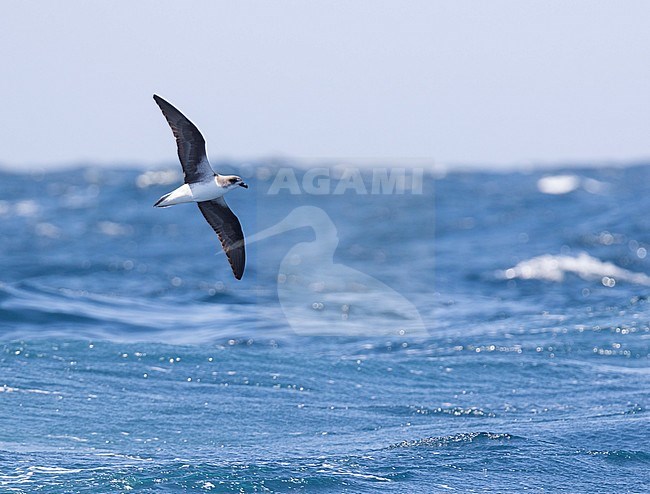 Cape Verde Petrel (Pterodroma feae) flying fast over the Atlantic Ocean off Cape Verde Islands. stock-image by Agami/Dani Lopez-Velasco,