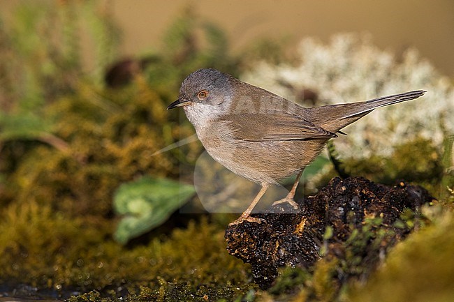 Vrouwtje Kleine Zwartkop; Female Sardinian Warbler stock-image by Agami/Daniele Occhiato,