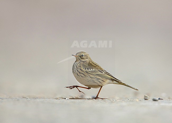 Graspieper; Meadow_pipit; Anthus pratensis stock-image by Agami/Arie Ouwerkerk,