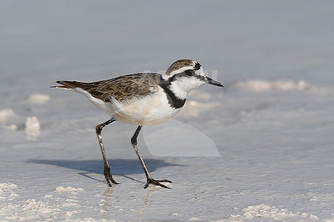 Madagascan Plover at salty Lake Tsima. An endemic bird of the archipelago and lives near the coast. stock-image by Agami/Eduard Sangster,
