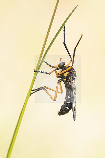 Molobratia teutonus - Kleine Wolfsfliege, Germany (Baden-Württemberg), imago stock-image by Agami/Ralph Martin,