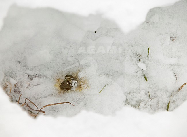 Patrijs sporen in de sneeuw; Grey Partridge tracks in the snow stock-image by Agami/Markus Varesvuo,