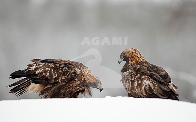 Twee Steenarenden in de sneeuw, Two Golden Eagles in the snow stock-image by Agami/Markus Varesvuo,