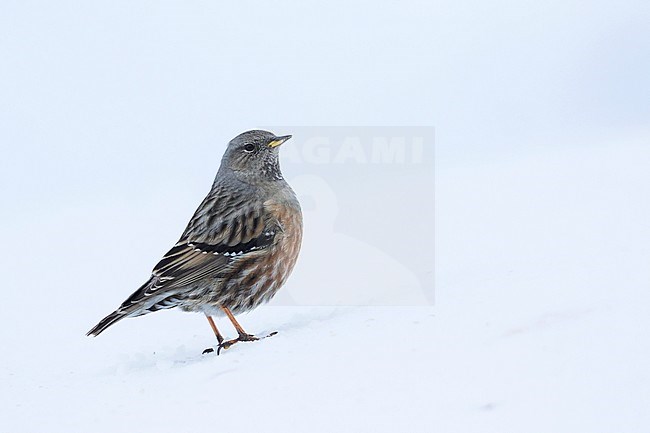 Alpine Accentor - Alpenbraunelle - Prunella collaris ssp. collaris, Switzerland, adult stock-image by Agami/Ralph Martin,