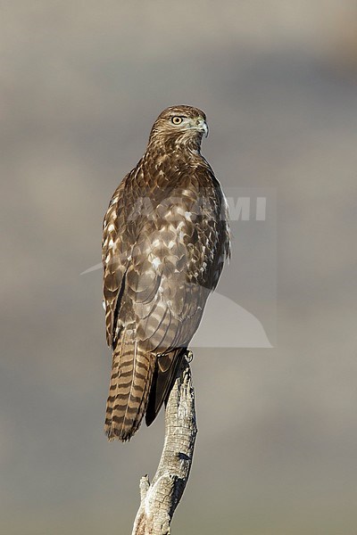 Immature Red-tailed Hawk (Buteo jamaicensis) sitting on a branch in Riverside County, California, USA. stock-image by Agami/Brian E Small,