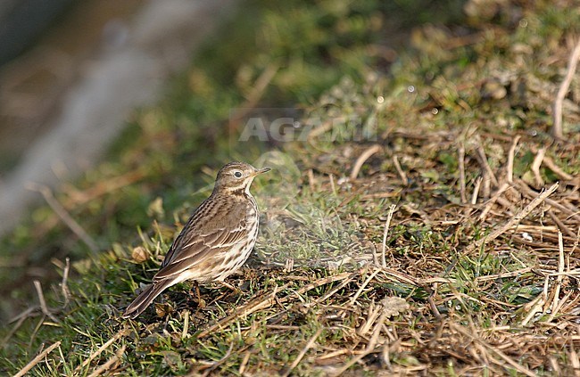 Wintering Siberian Buff-bellied Pipit (Anthus rubescens japonicus) in Hokkaido, northern Japan. Standing on the ground. stock-image by Agami/Pete Morris,