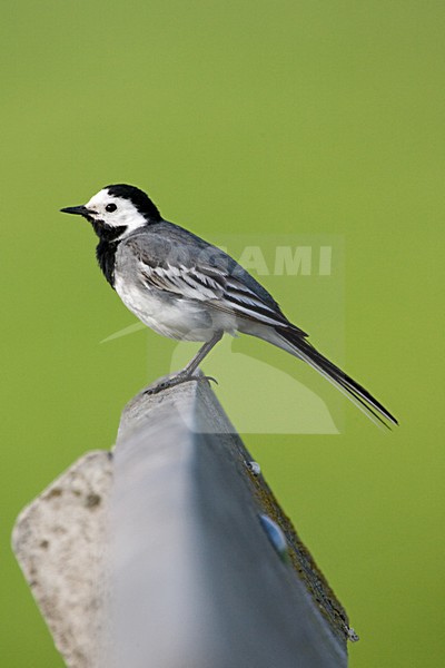 Witte Kwikstaart volwassen zittend; White Wagtail adult perched stock-image by Agami/Marc Guyt,